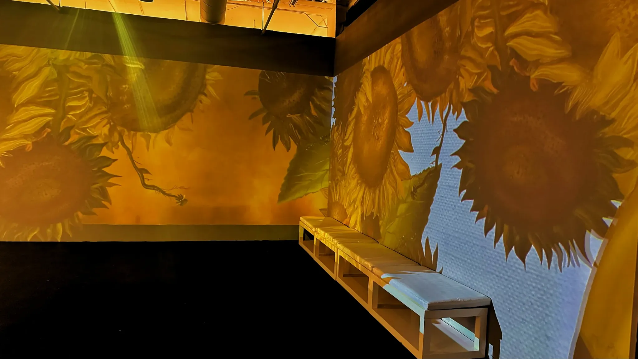 Sunflower projections surrounding visitors in the Botero Immersed experience